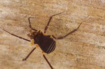 Media type: image;   Invertebrate Zoology 31583